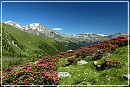 Val di Pejo - Trentino
